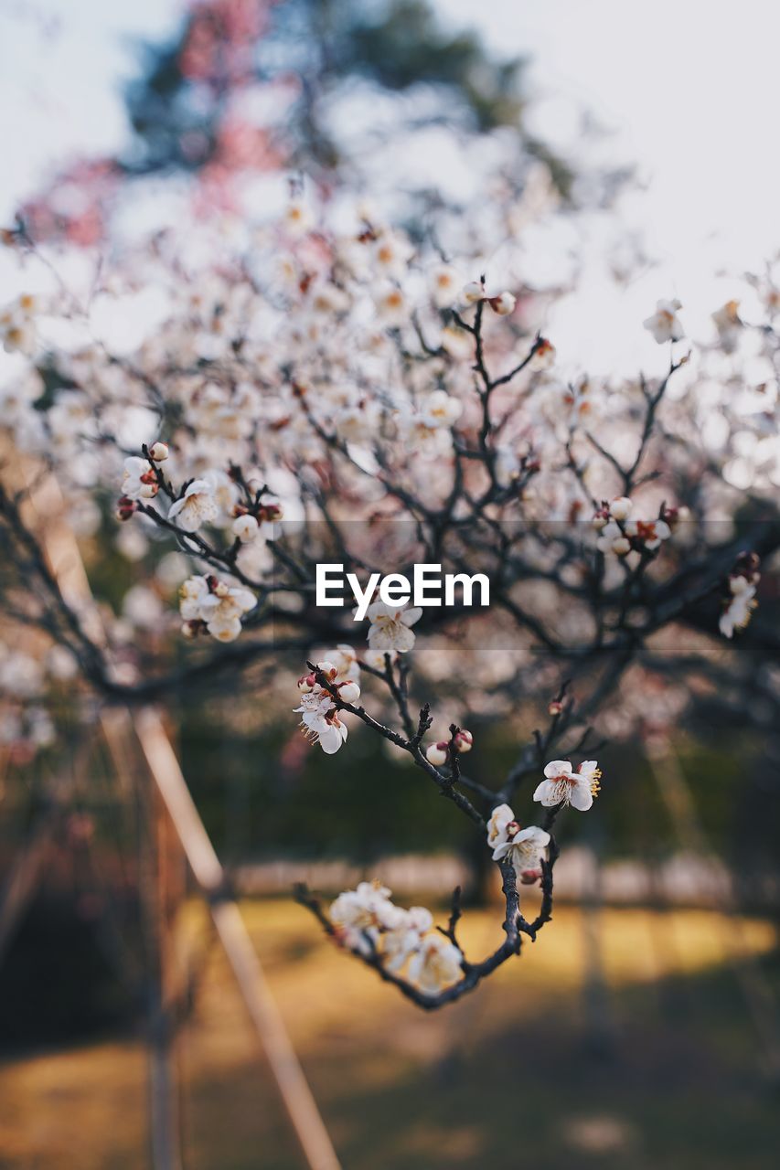 CLOSE-UP OF CHERRY BLOSSOM ON TREE