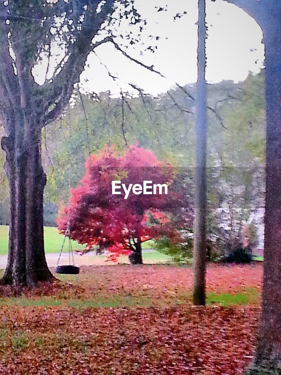 VIEW OF TREES IN PARK