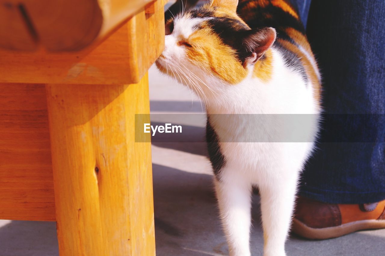 Cat smelling wooden furniture