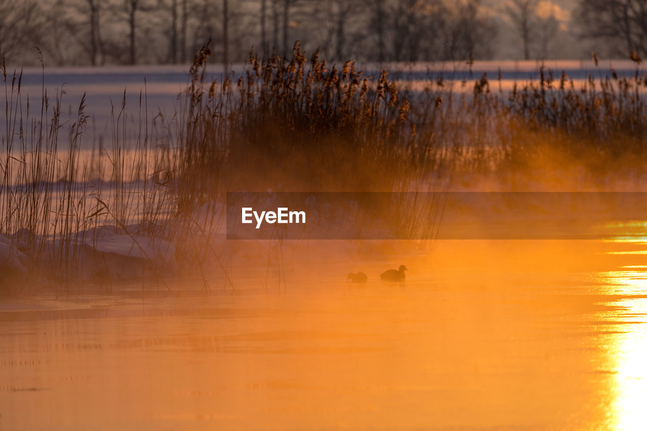 REFLECTION OF BARE TREES IN LAKE