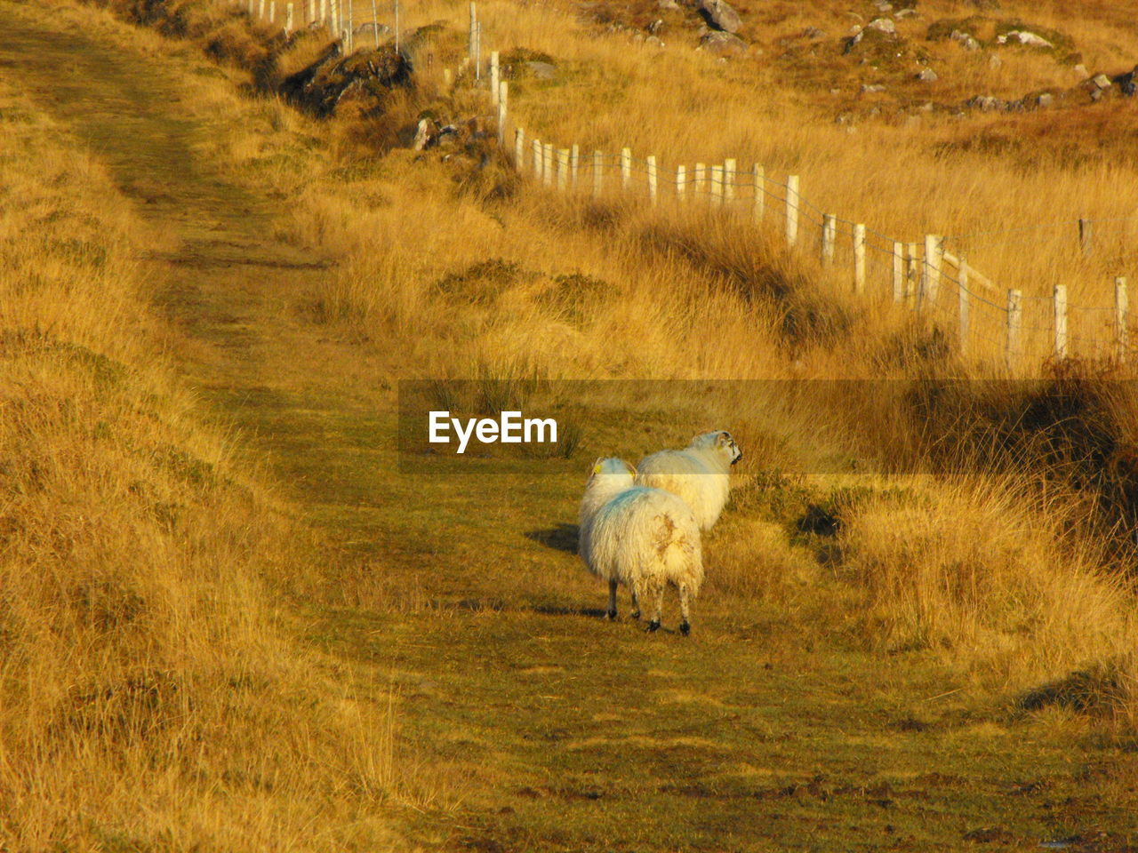 Sheep grazing on grassy field