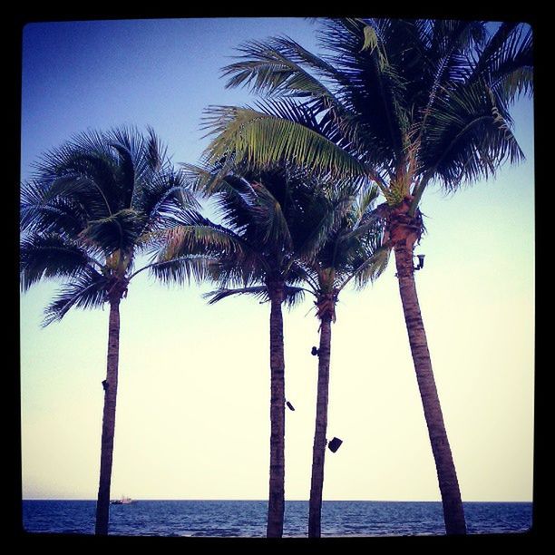 PALM TREES ON BEACH AGAINST SKY