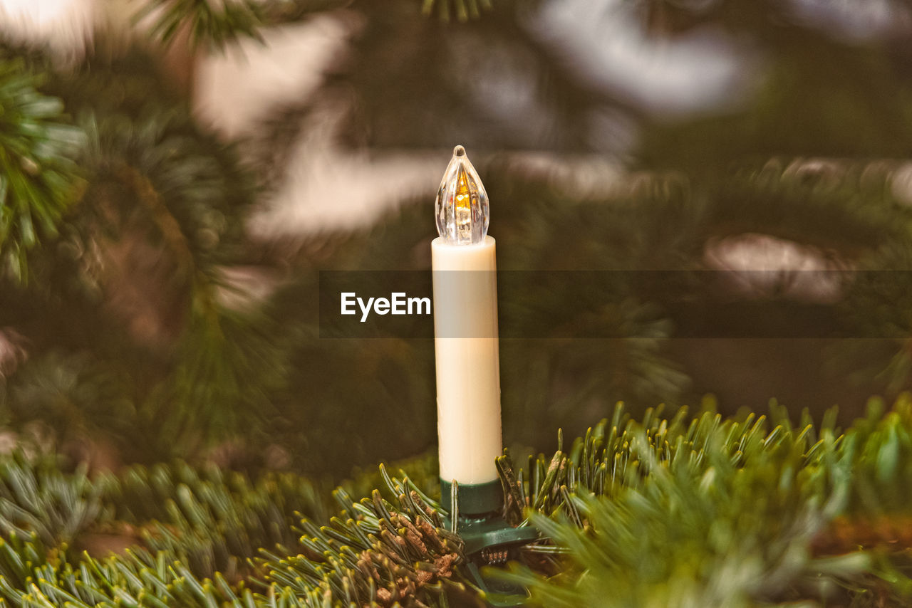 Close-up of christmas tree on field