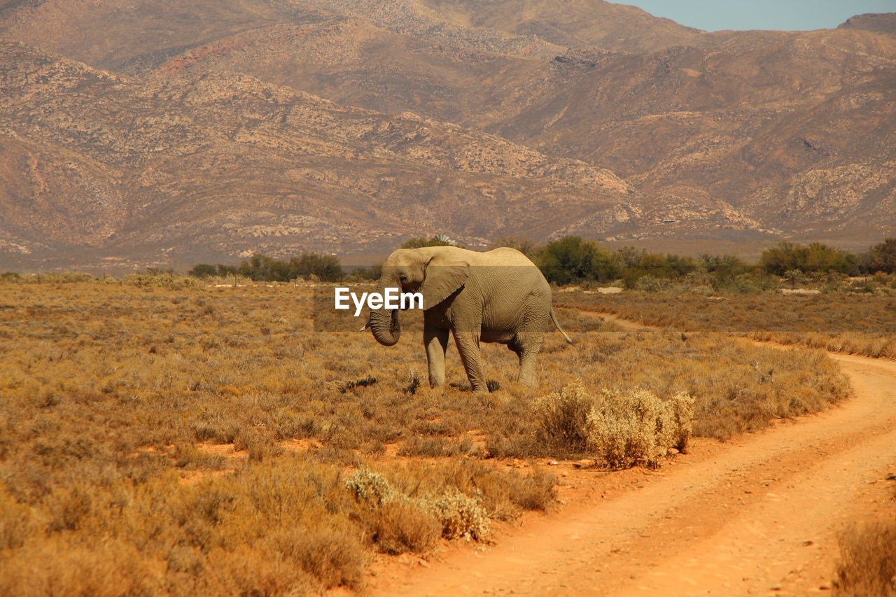 ELEPHANT WALKING IN A MOUNTAIN