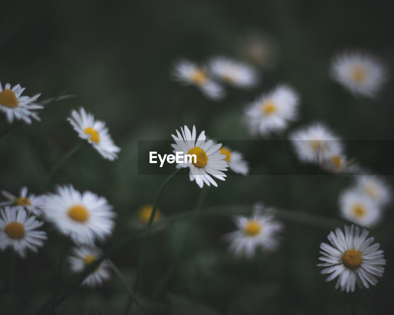 CLOSE-UP OF WHITE DAISIES ON FIELD