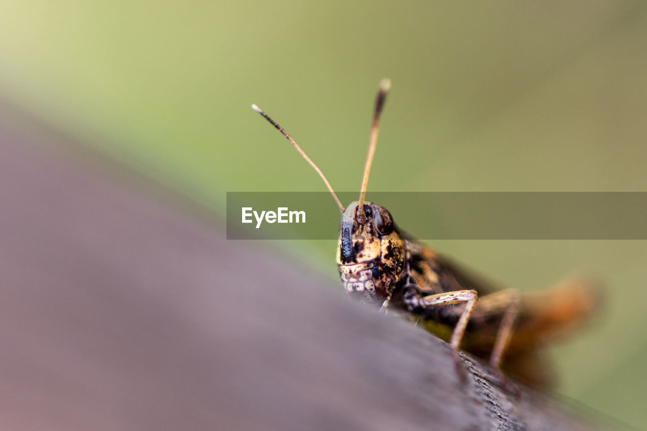 Close-up of locust on wood