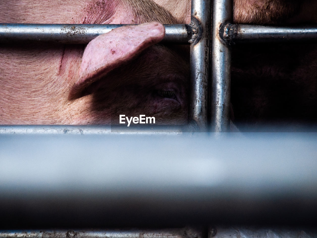 Close-up of pig on metal bars of a truck bound to the slaughterhouse