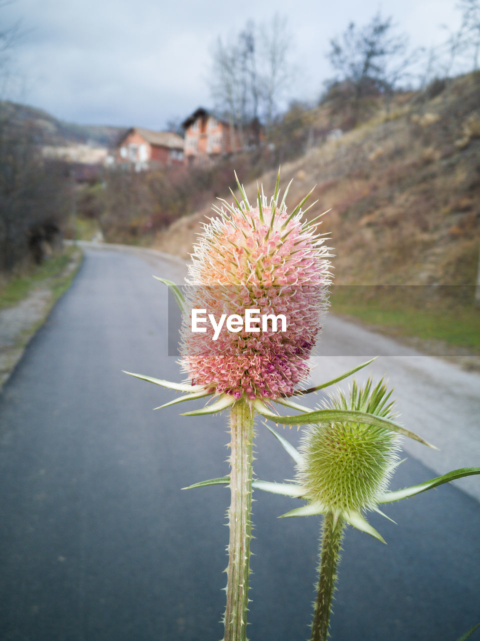 CLOSE-UP OF FLOWER ON ROAD