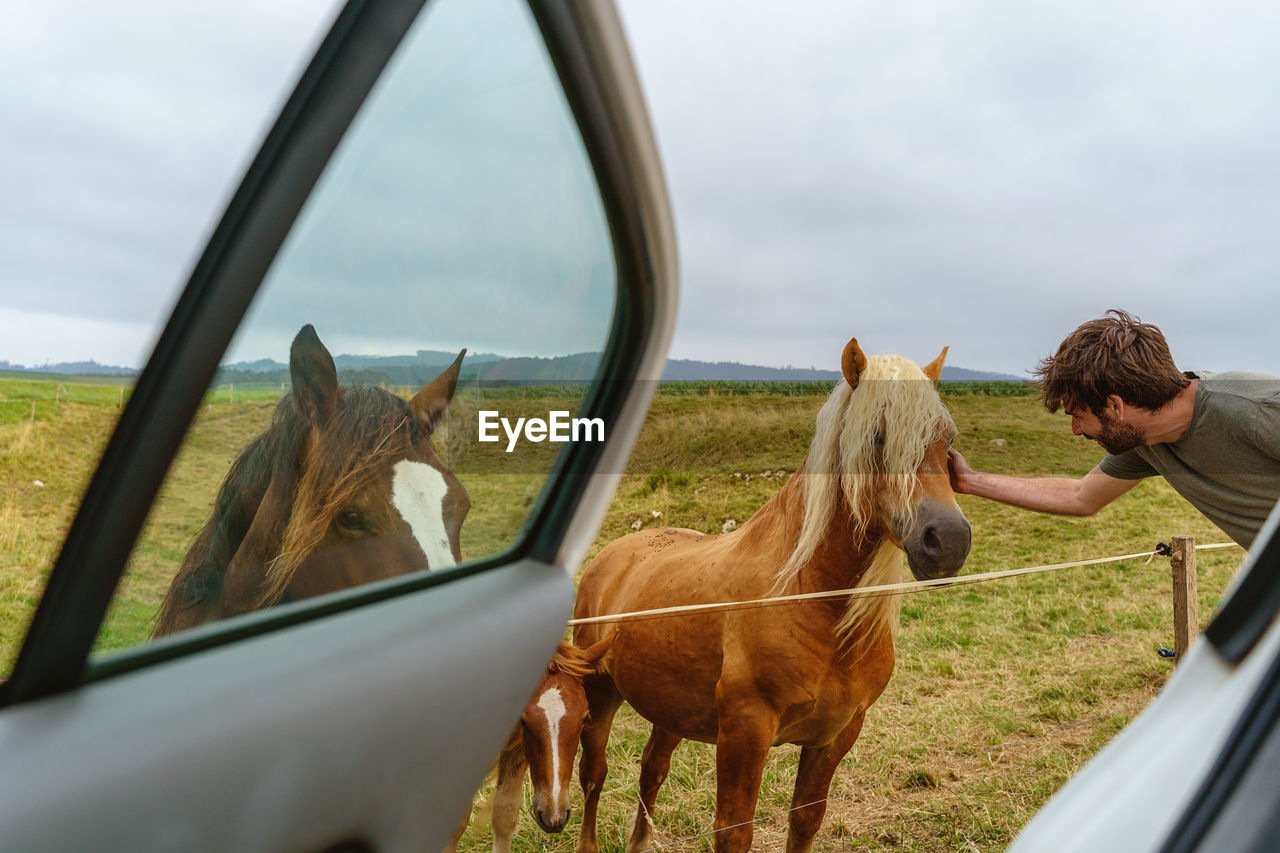 HORSES ON FIELD