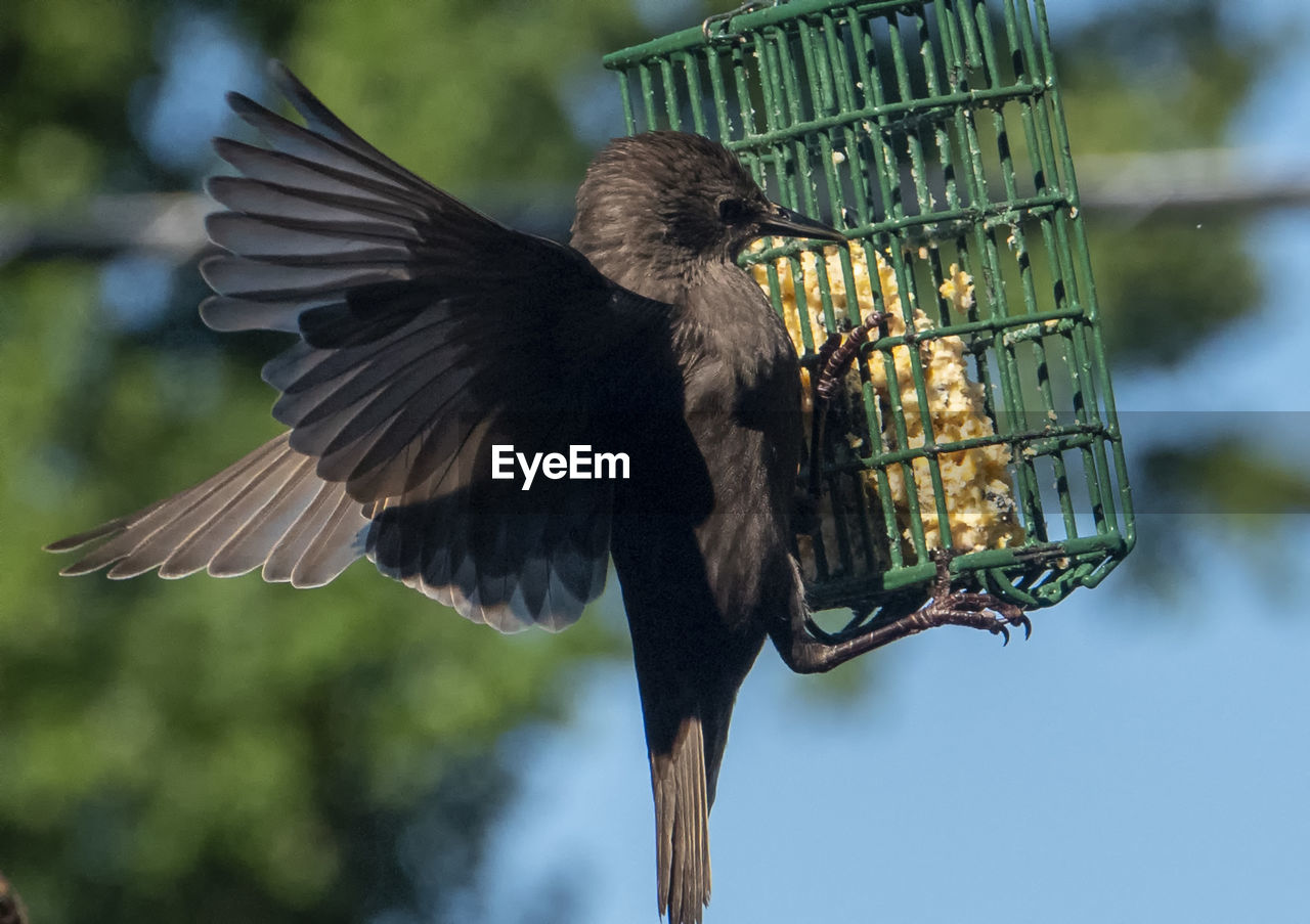 Close-up of a bird flying