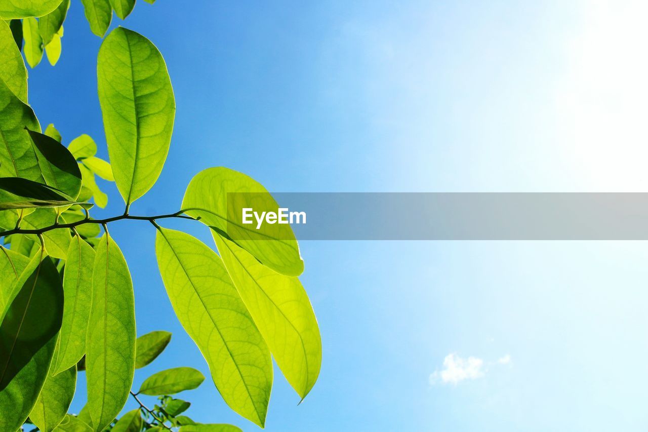 Green leaf on sky sunny and cloud