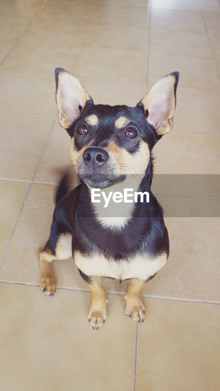 HIGH ANGLE VIEW OF DOG SITTING ON FLOOR