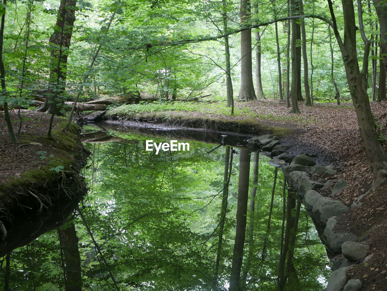 SCENIC VIEW OF STREAM IN FOREST