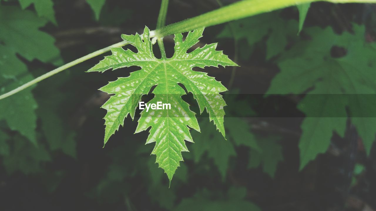 CLOSE-UP OF PLANTS