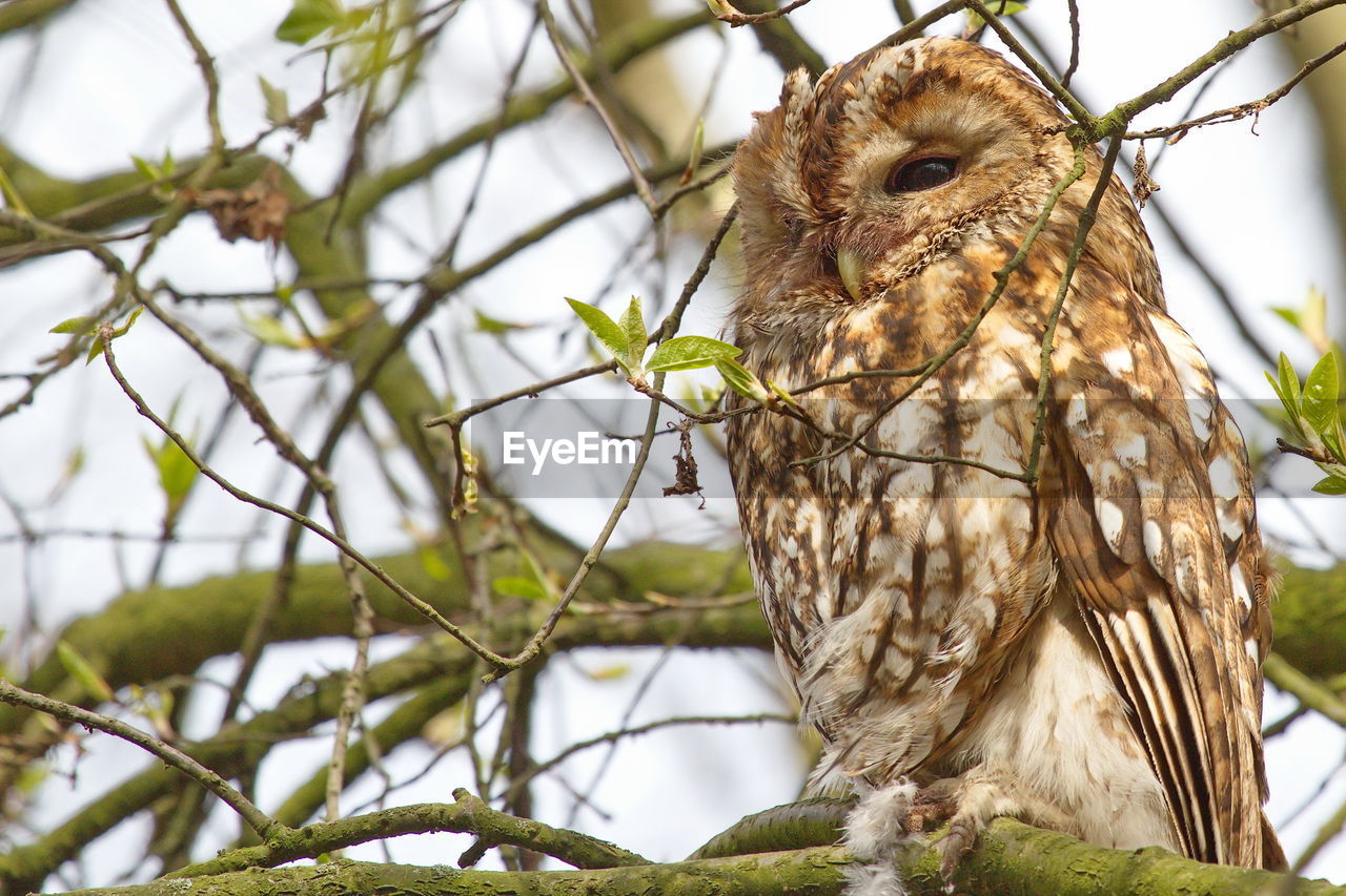 Low angle view of owl perching on branch