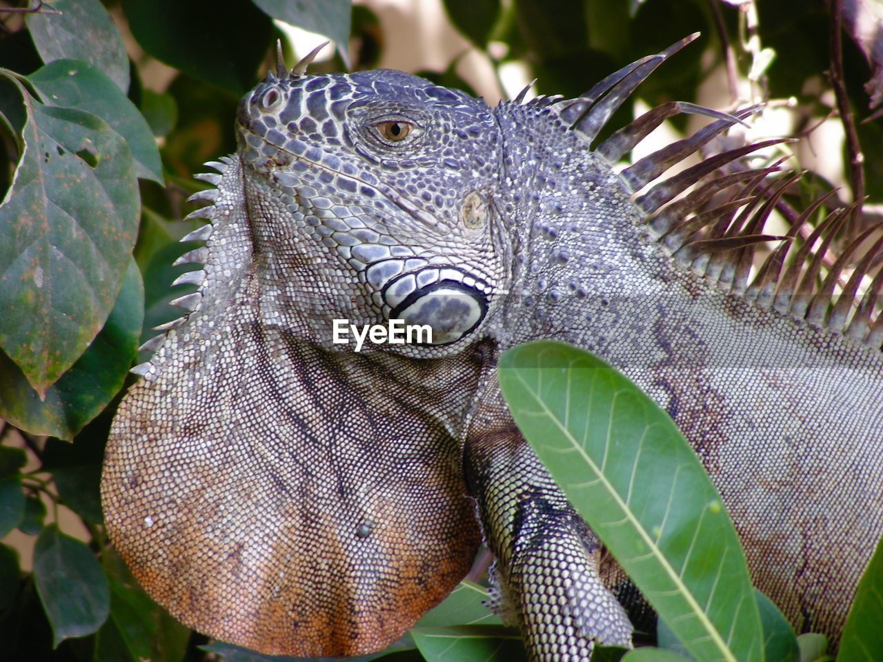 Close-up of iguana