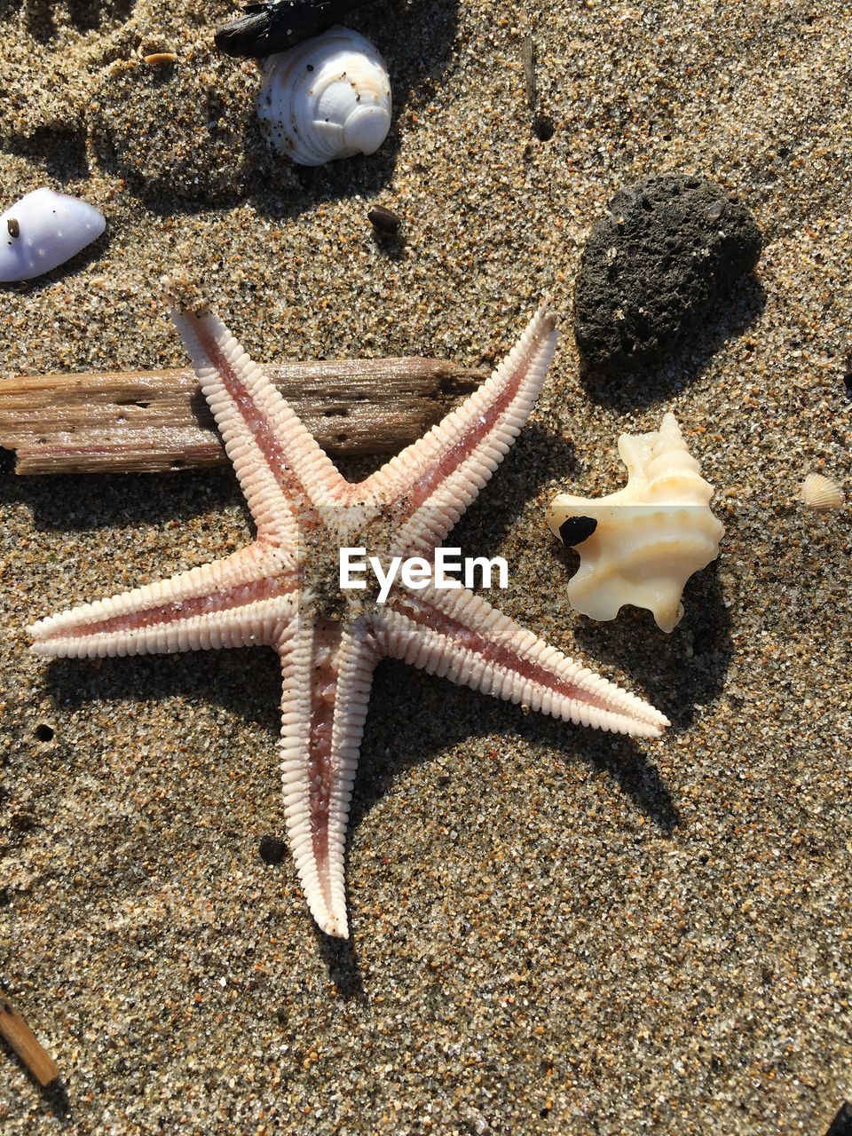 HIGH ANGLE VIEW OF CRAB IN SEA