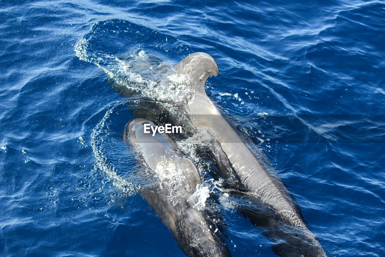 Pilot whales globicephala melas in the atlantic ocean at canary island tenerife