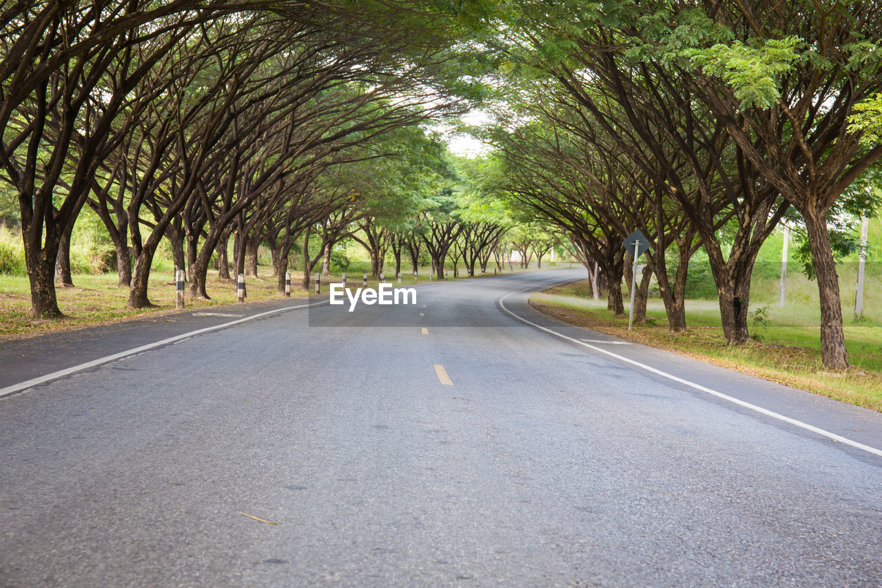 EMPTY ROAD BY TREES