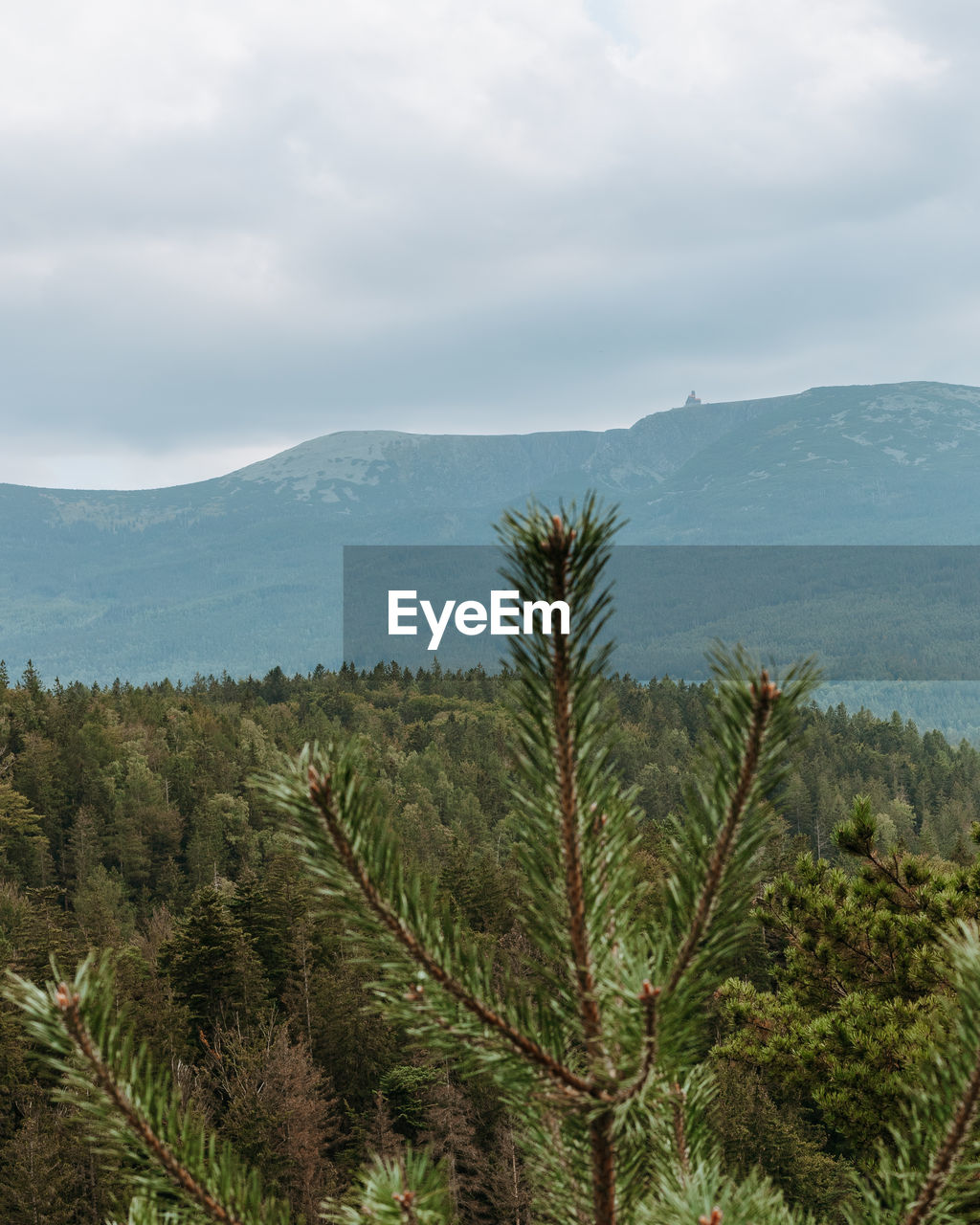 SCENIC VIEW OF TREES AND MOUNTAINS AGAINST SKY