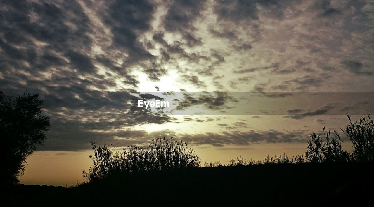 Silhouette of trees at sunset