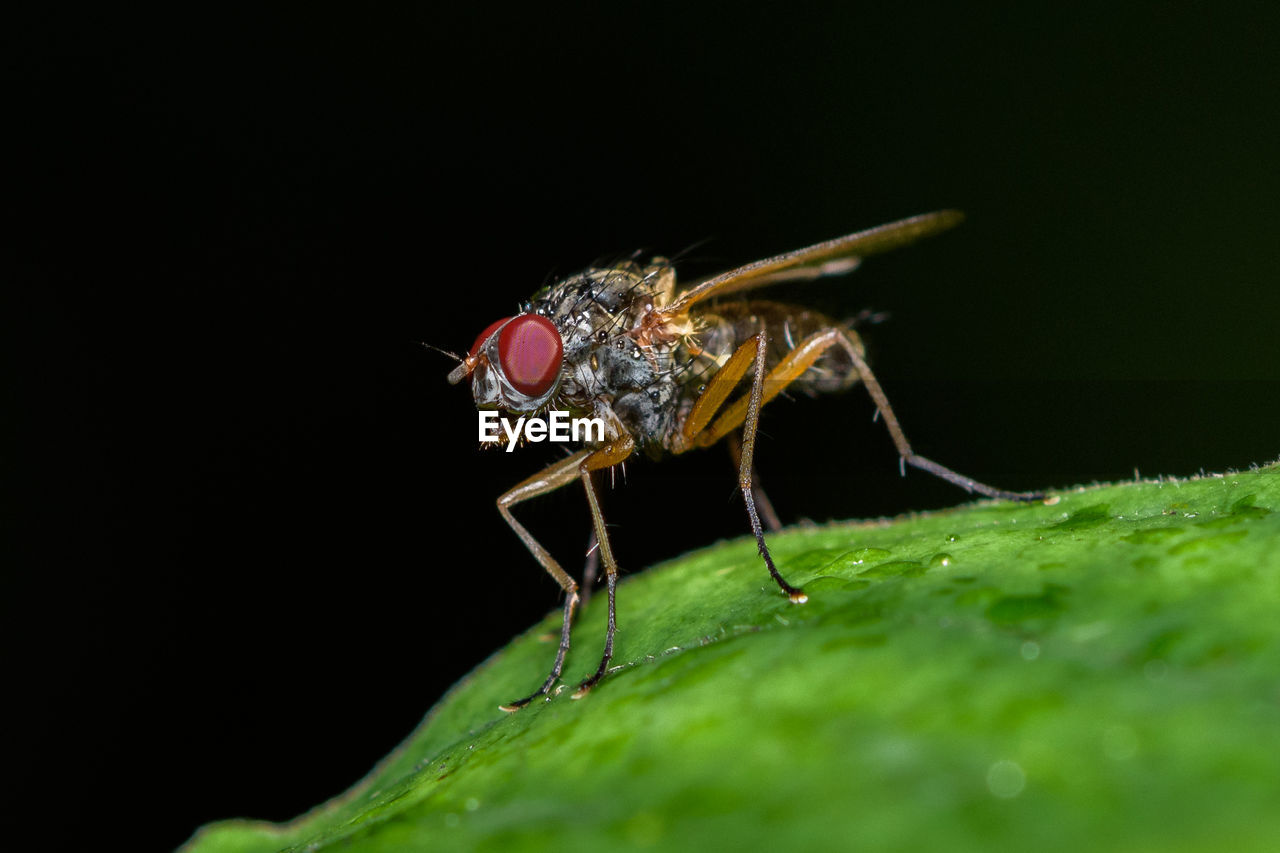 Close-up of housefly on leaf