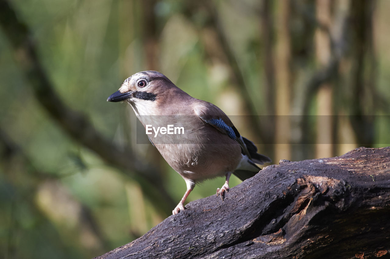 animal themes, animal, animal wildlife, bird, nature, wildlife, one animal, beak, tree, perching, plant, branch, focus on foreground, wood, tree trunk, full length, close-up, trunk, side view, no people, outdoors, forest, songbird, beauty in nature, sunbeam, multi colored, environment, day, black, selective focus, portrait, pattern, land