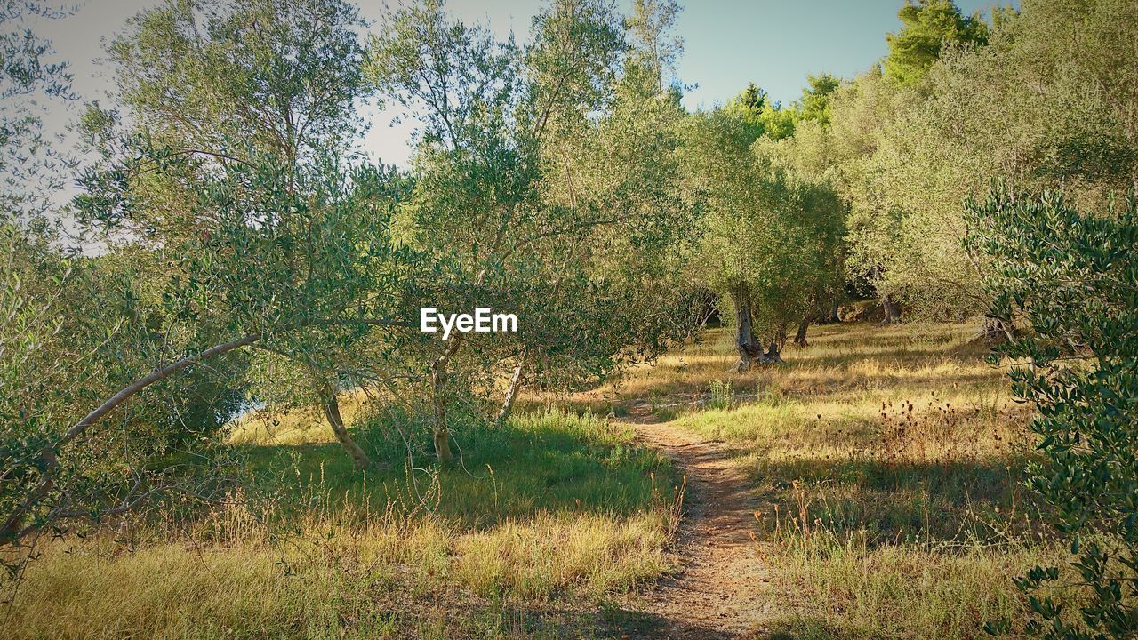 LOW ANGLE VIEW OF GIRAFFE AGAINST TREES