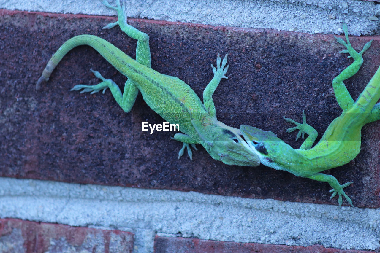 High angle view of lizard on wall