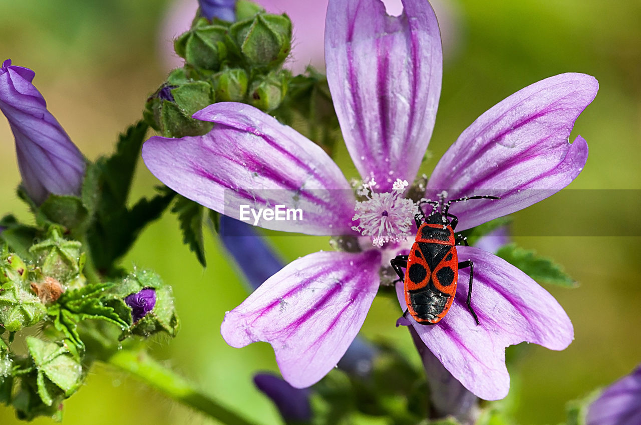 Close-up of bee pollinating on flower