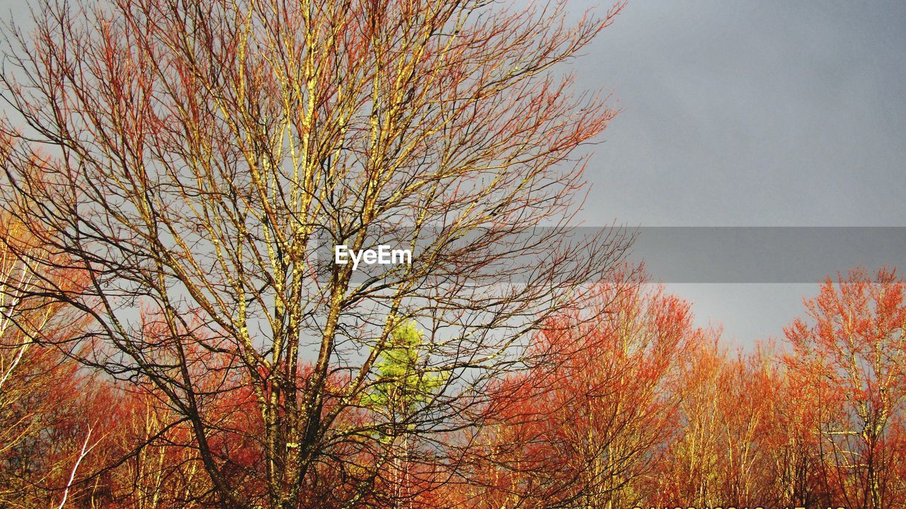 LOW ANGLE VIEW OF BARE TREE AGAINST SKY DURING AUTUMN