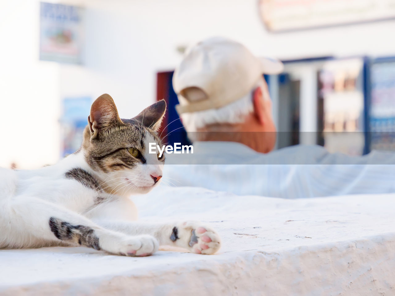 Wild stray cat on the oia town street on the island santorini, cyclades, greece