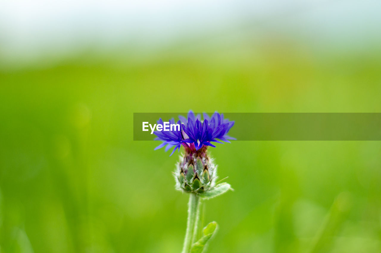 CLOSE-UP OF INSECT ON PURPLE FLOWER