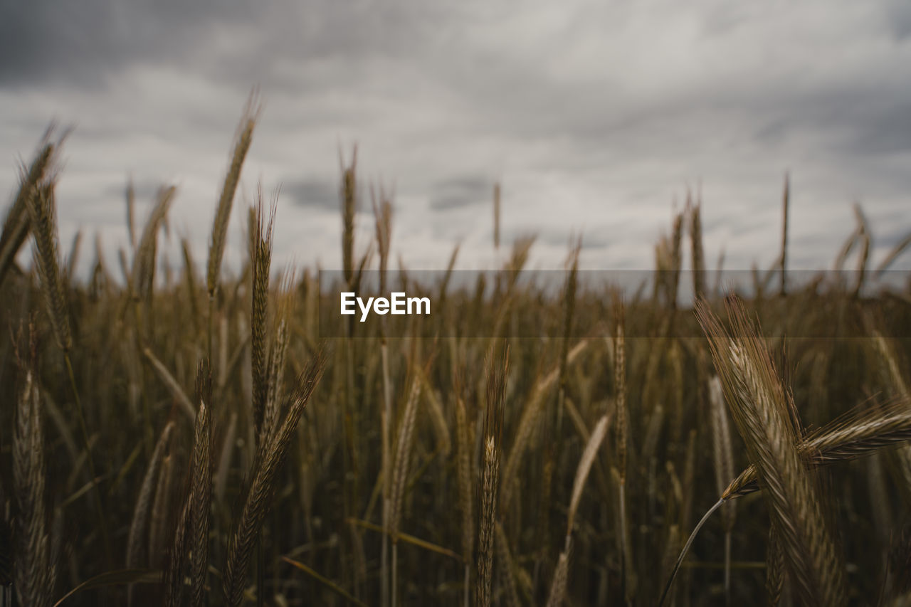 crop, agriculture, cereal plant, plant, field, landscape, rural scene, land, growth, cloud, sky, food, nature, farm, wheat, environment, no people, beauty in nature, barley, tranquility, focus on foreground, scenics - nature, day, outdoors, rye, food grain, emmer, grass, prairie, close-up, corn, tranquil scene, food and drink, overcast, ear of wheat, einkorn wheat