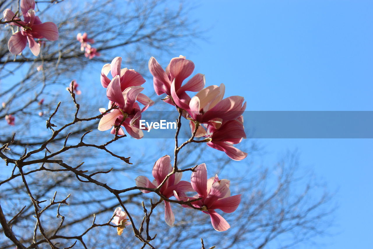 Low angle view of cherry blossoms against sky