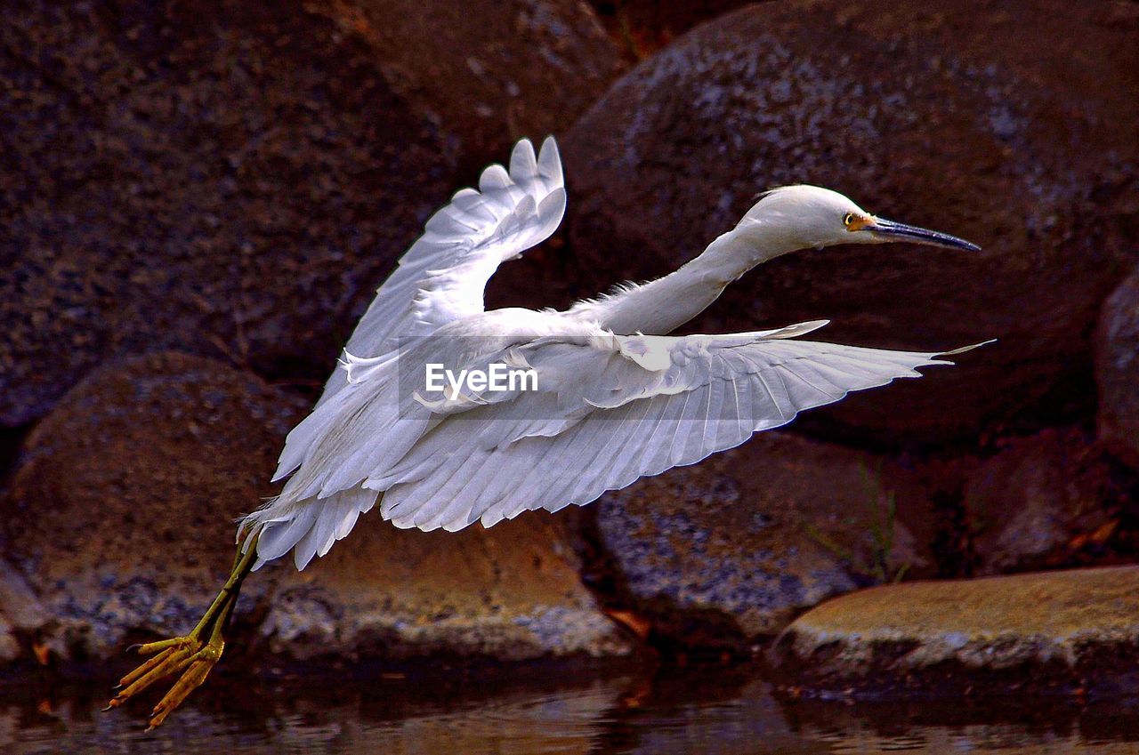 Close-up of great egret flying over lake