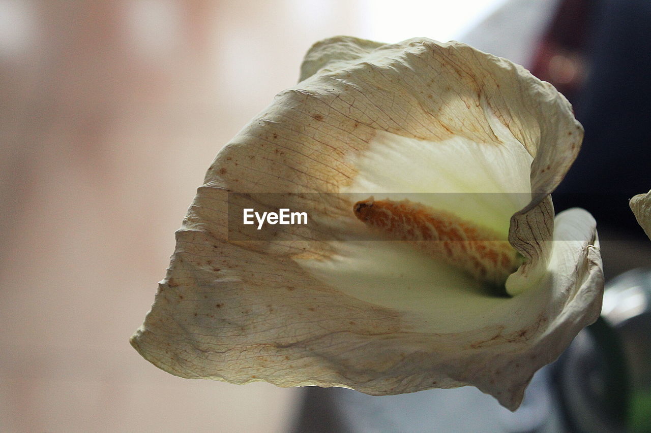 CLOSE-UP OF FLOWER PLANT