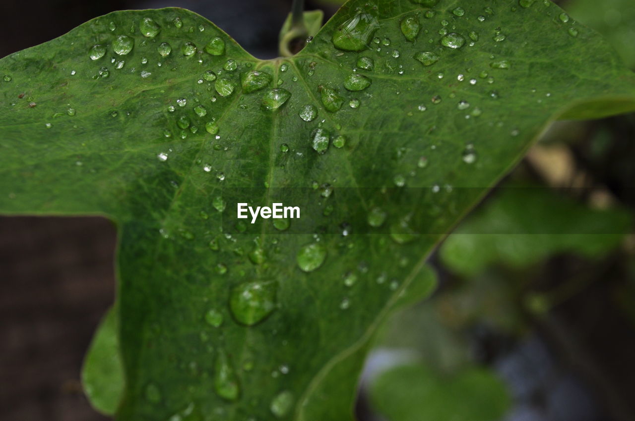 Close-up of wet green leaf