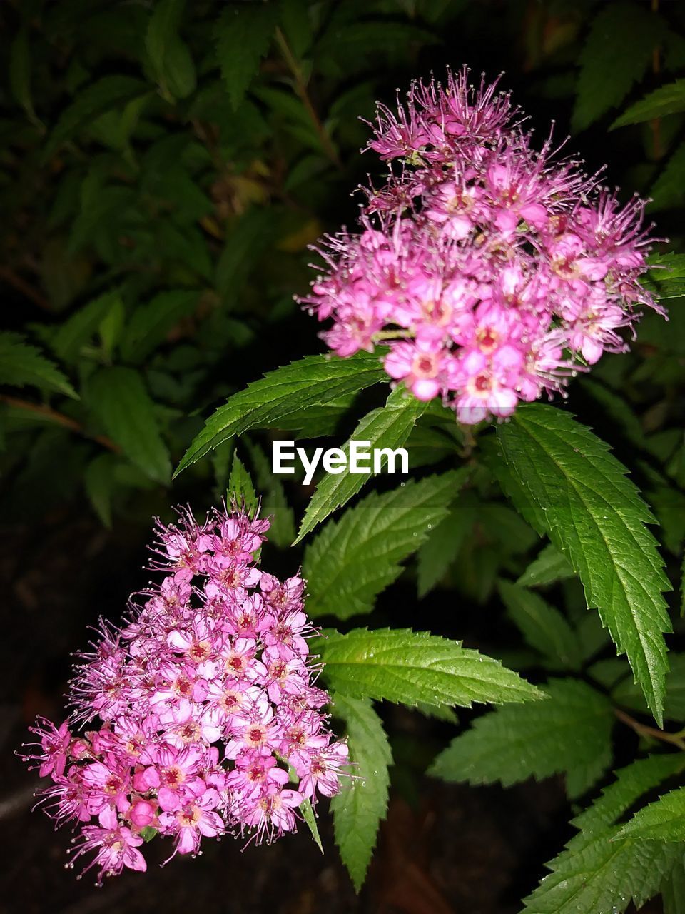 CLOSE-UP OF PINK FLOWERS