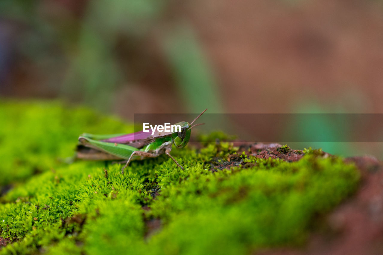  close up of grasshoper resting on green mosses