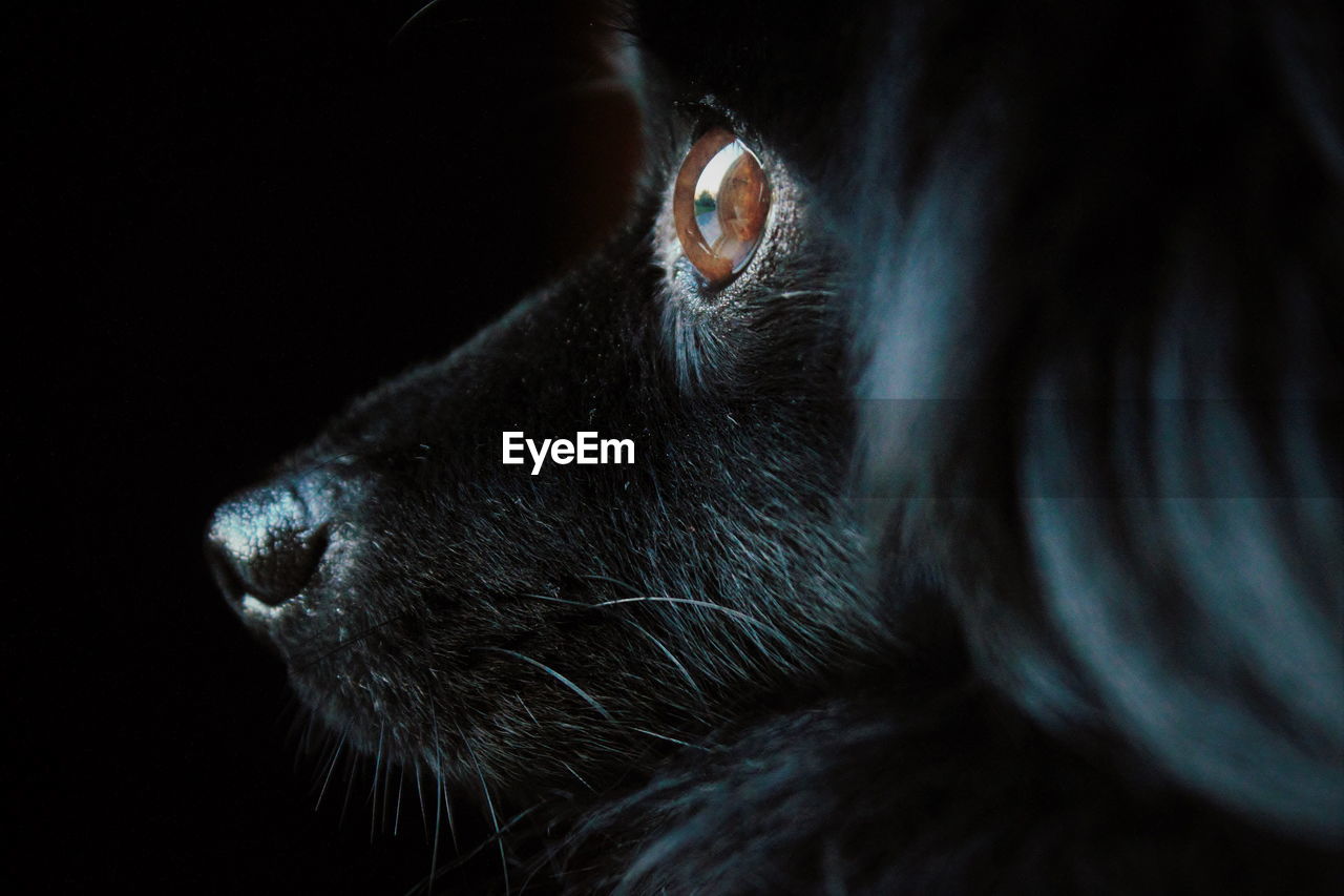 Close-up of black pomeranian looking away in darkroom