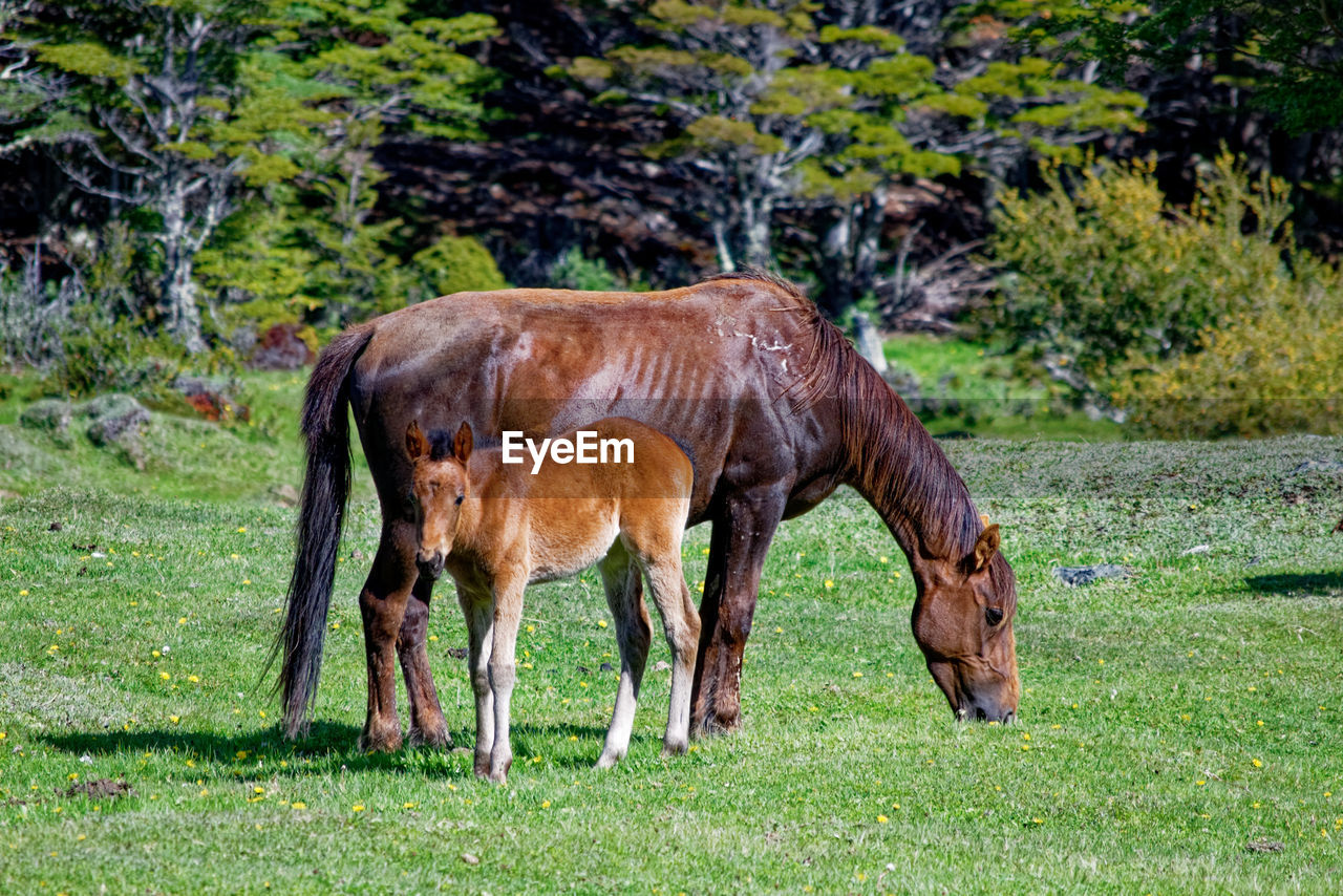 Side view of horse with foal grazing in farm