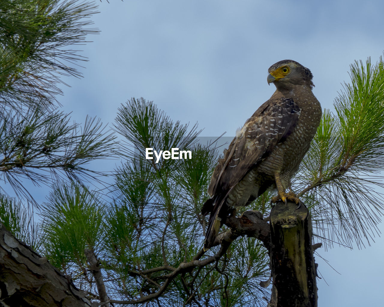 LOW ANGLE VIEW OF OWL PERCHING ON TREE