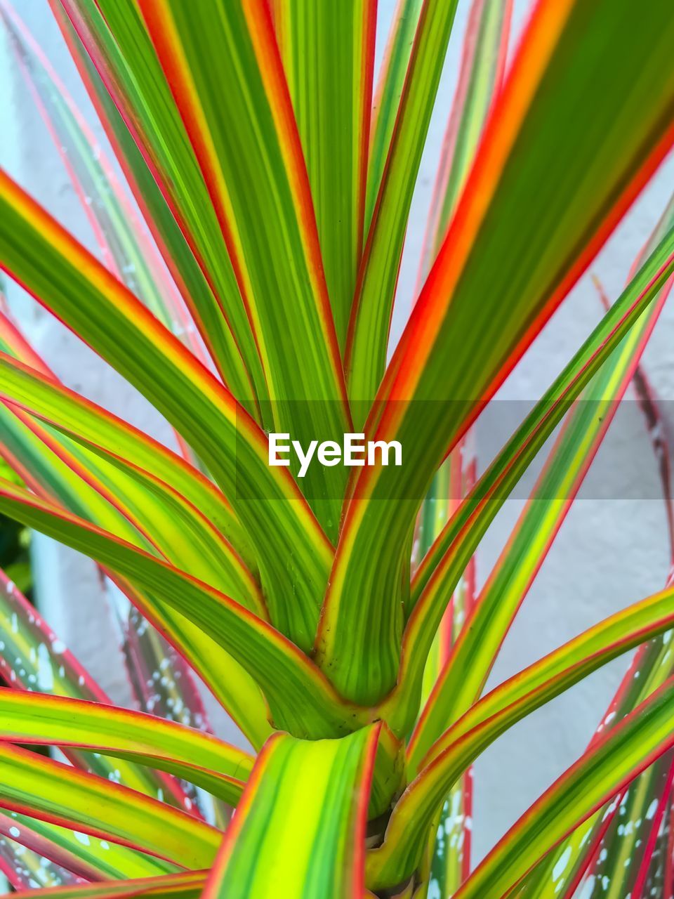 FULL FRAME SHOT OF MULTI COLORED GREEN LEAVES