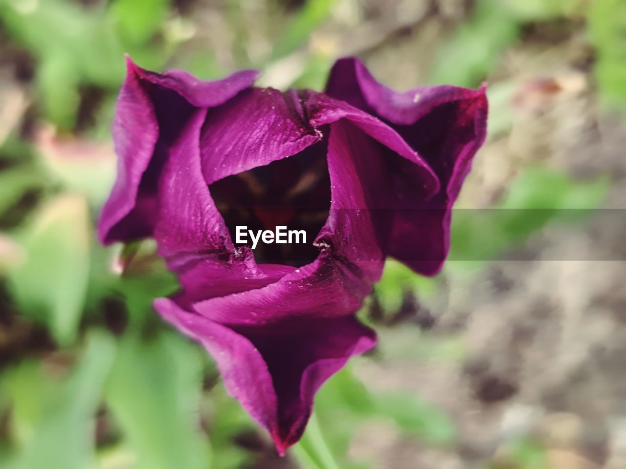 CLOSE-UP OF PURPLE FLOWERING PLANTS