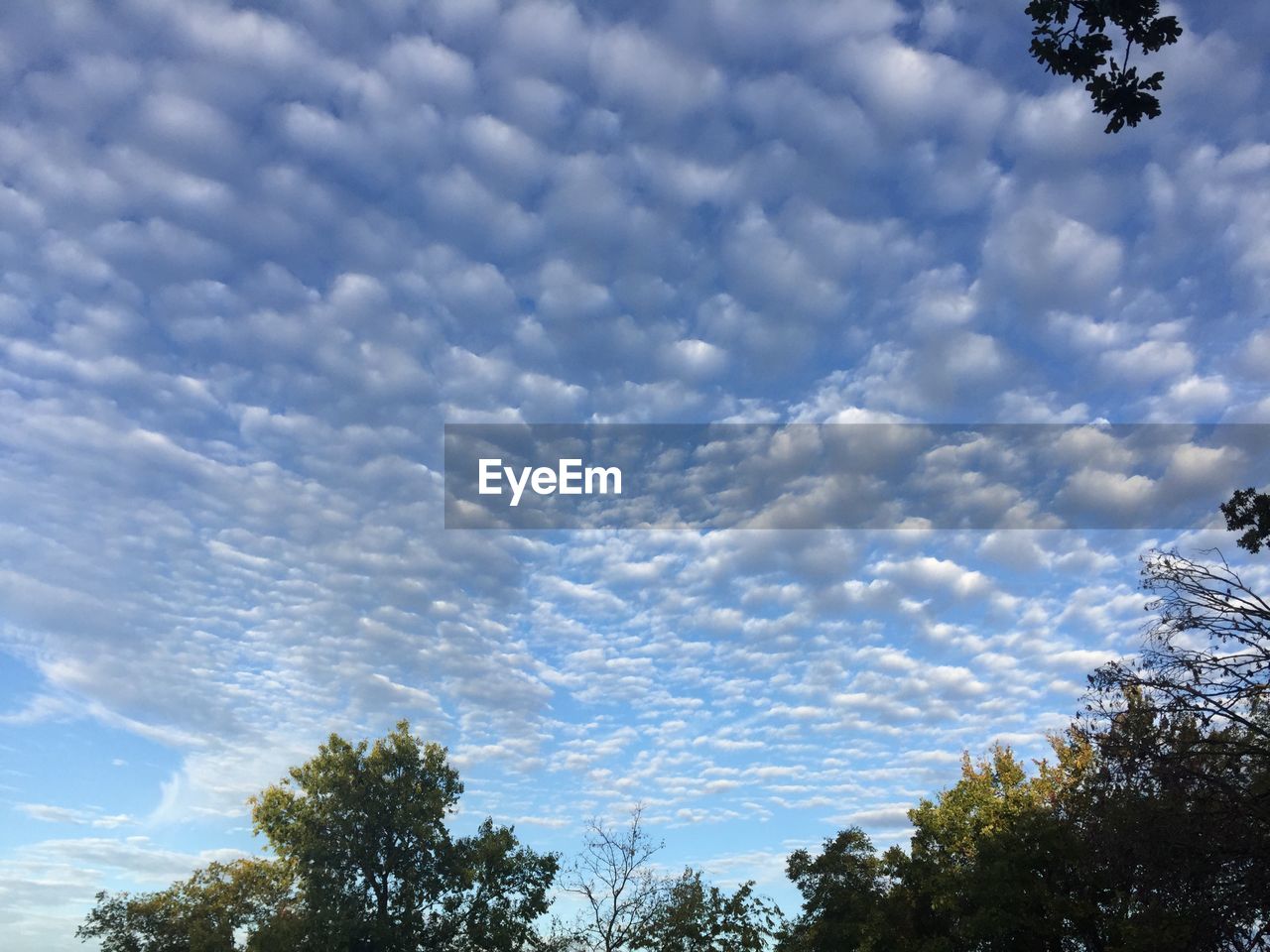 LOW ANGLE VIEW OF TREES AGAINST CLOUDS