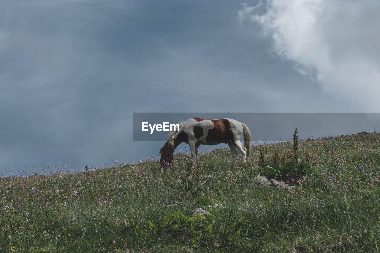 View of horse grazing on field