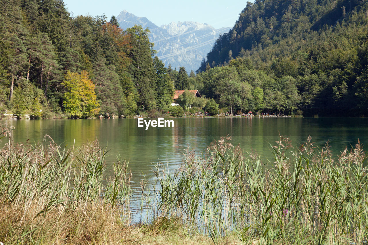 Scenic view of lake by trees