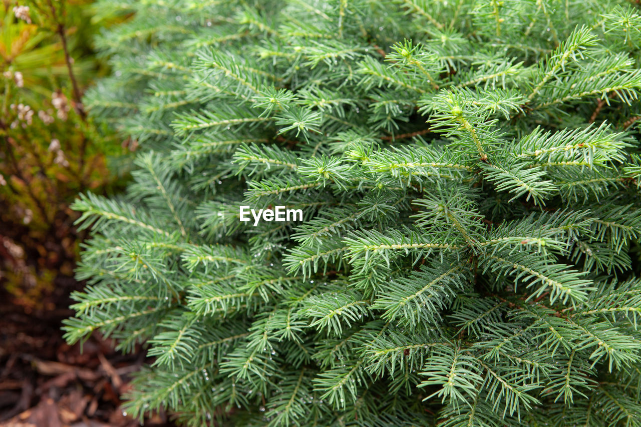 plant, green, tree, growth, nature, beauty in nature, forest, spruce, no people, fir, pine tree, leaf, coniferous tree, day, plant part, pinaceae, close-up, outdoors, land, branch, tranquility, focus on foreground, needle - plant part, christmas tree, evergreen, high angle view