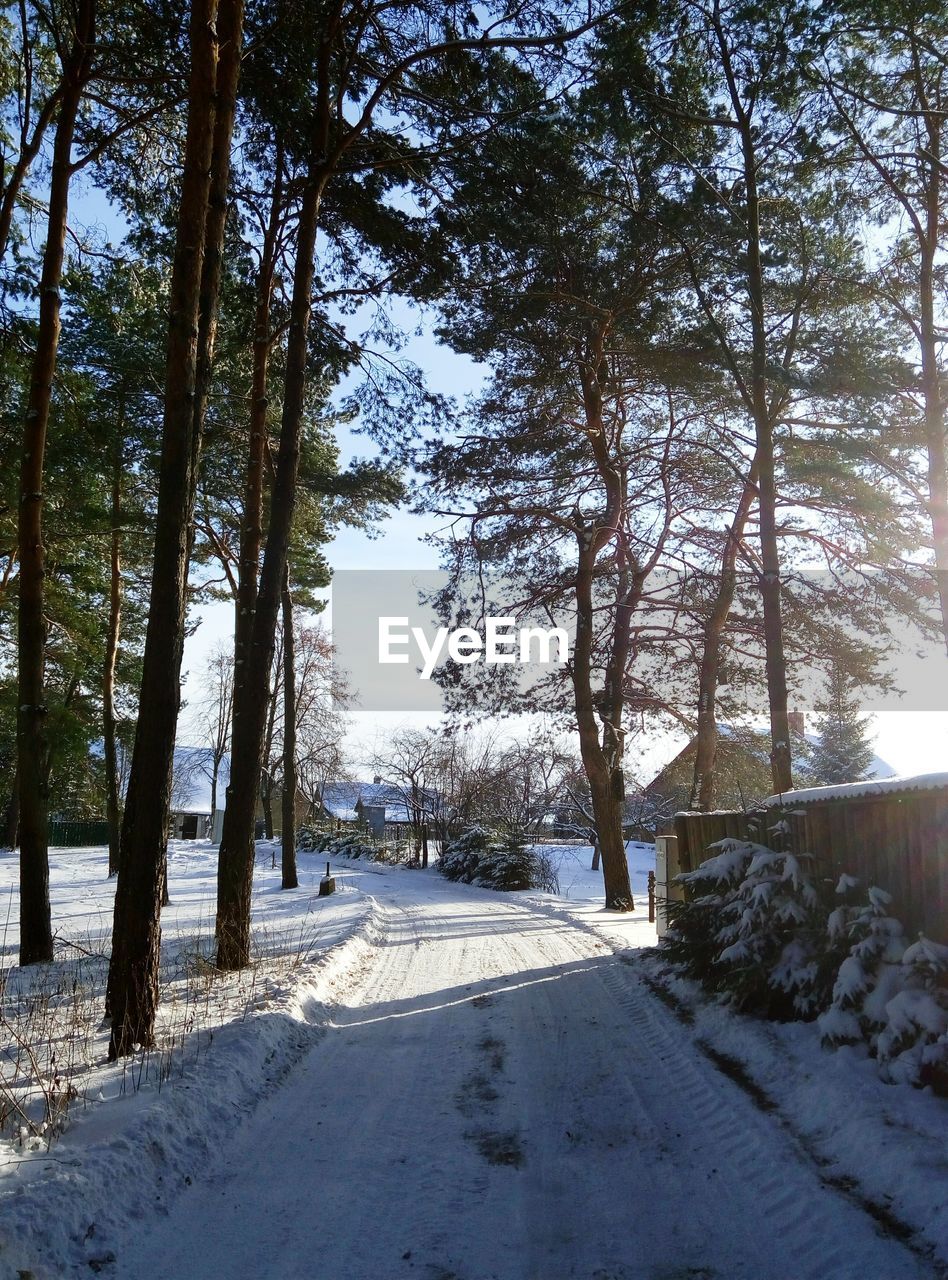 Road amidst trees against sky during winter